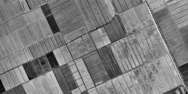 A historic black and white vertical aerial photo of a grid of dozens of rectangular fields, running at various angles. 